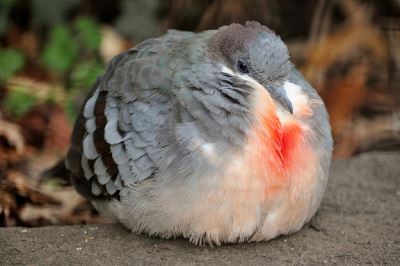 Birdsa, eller i hvert fall en av dem. Og disse skal liksom ha utviklet seg fra dinosaurene? Birdsa